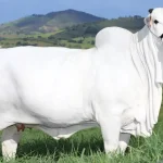 A vaca Viatina pesa 1,1 mil quilo, mais que o dobro da média, e custa US$ 4 milhões