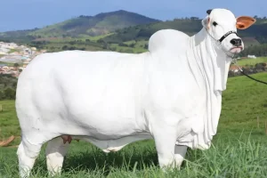 A vaca Viatina pesa 1,1 mil quilo, mais que o dobro da média, e custa US$ 4 milhões