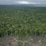 Às vésperas da COP30, curva de desmatamento na área amazônica volta a subir, contrariando discurso do governo petista | Foto: Reprodução/Redes sociais