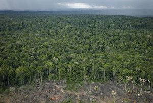 Às vésperas da COP30, curva de desmatamento na área amazônica volta a subir, contrariando discurso do governo petista | Foto: Reprodução/Redes sociais