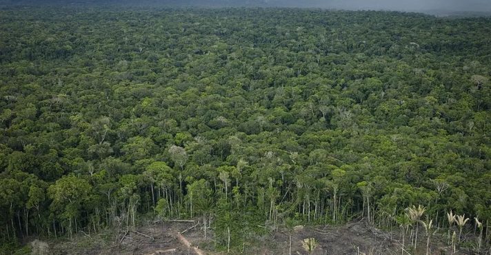 Às vésperas da COP30, curva de desmatamento na área amazônica volta a subir, contrariando discurso do governo petista | Foto: Reprodução/Redes sociais