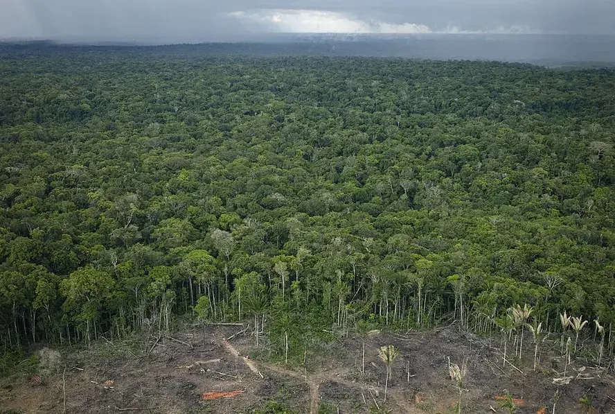 Às vésperas da COP30, curva de desmatamento na área amazônica volta a subir, contrariando discurso do governo petista | Foto: Reprodução/Redes sociais