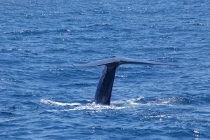 A baleia-azul é um mamífero marinho pertencente à subordem dos misticetos (Mysticeti) dos cetáceos | Foto: Divulgação/Animalia | Imagem ilustrativa