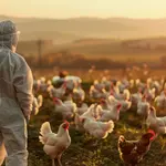 O objetivo da declaração é a recuperação do Brasil como país livre de infecção por vírus da influenza aviária de alta patogenicidade em aves | Foto: Reprodução/Freepik