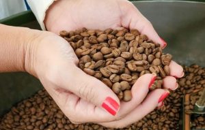 No mercado rural, o café arábica, principal variedade produzida no Brasil, registrou queda de 17% no valor médio mensal em junho frente a fevereiro | Foto: Diego Vargas/Seapa