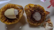 Em A Força do Agro desta terça-feira, 17, o espectador vai descobrir como a castanha de pequi pode conquistar espaço no cotidiano do brasileiro | Foto: Reprodução/YouTube