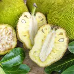 Em A Força do Agro desta sexta-feira, 20, o espectador vai saber mais sobre a fruta-pão | Foto: Reprodução/Vitat
