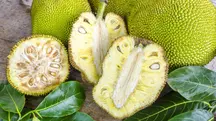 Em A Força do Agro desta sexta-feira, 20, o espectador vai saber mais sobre a fruta-pão | Foto: Reprodução/Vitat