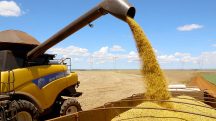 A soja é o destaque das colheitas, seguida do milho e arroz | Foto: Jaelson Lucas/AEN-PR
