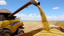 A soja é o destaque das colheitas, seguida do milho e arroz | Foto: Jaelson Lucas/AEN-PR