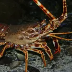 Lagosta