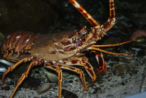 Lagosta