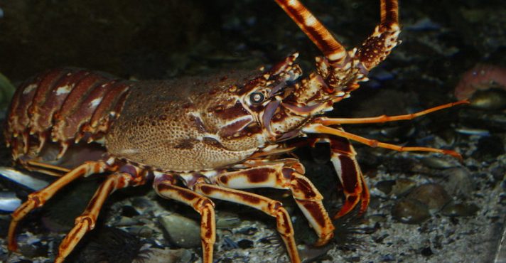 Lagosta