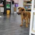 Petz Cobasi fusão Cade