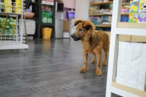 Petz Cobasi fusão Cade