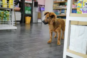 Petz Cobasi fusão Cade