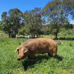 Em A Força do Agro desta quinta-feira, 19, o espectador vai conhecer mais sobre a raça de porco que produz carne vermelha parecida com a de boi | Foto: Divulgação/Governo do Paraná