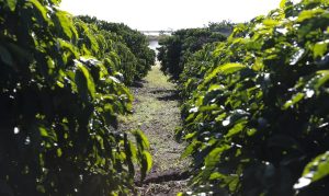 O investimento no agronegócio brasileiro começou nos anos 1970, com a criação da Embrapa | Foto: Valter Campanato/Agência Brasil