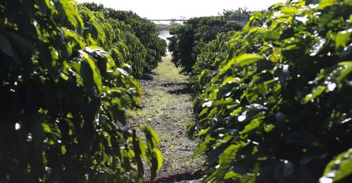 O investimento no agronegócio brasileiro começou nos anos 1970, com a criação da Embrapa | Foto: Valter Campanato/Agência Brasil