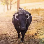 Em A Força do Agro desta segunda-feira, 16, o espectador vai descobrir como é o processo para um animal se tornar um touro CEIP | Foto: Reprodução/Pexels