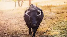 Em A Força do Agro desta segunda-feira, 16, o espectador vai descobrir como é o processo para um animal se tornar um touro CEIP | Foto: Reprodução/Pexels