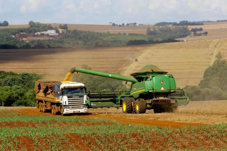 safra 2024/2025 colheita sosa milho algodão arroz feijão soja