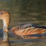 Ave silvestre identificada é uma marreca-caneleira; animal foi localizado na região de Diadema, na grande SP