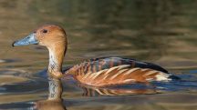 Ave silvestre identificada é uma marreca-caneleira; animal foi localizado na região de Diadema, na grande SP
