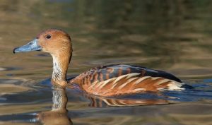 Ave silvestre identificada é uma marreca-caneleira; animal foi localizado na região de Diadema, na grande SP