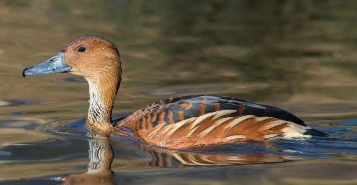 Ave silvestre identificada é uma marreca-caneleira; animal foi localizado na região de Diadema, na grande SP