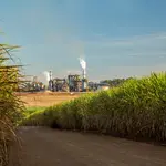 Cerca de 8% da eletricidade do Brasil vem de biomassa, onde se destaca o bagaço de cana | Foto: Shuttersotck