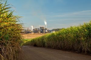 Cerca de 8% da eletricidade do Brasil vem de biomassa, onde se destaca o bagaço de cana | Foto: Shuttersotck