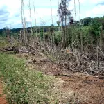 Amazônia