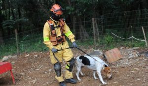 O treinamento dos cães bombeiros é contínuo e inclui exercícios para superar obstáculos e atravessar rios | Foto: Divulgação/SSP