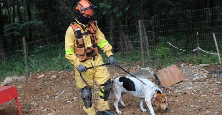 O treinamento dos cães bombeiros é contínuo e inclui exercícios para superar obstáculos e atravessar rios | Foto: Divulgação/SSP