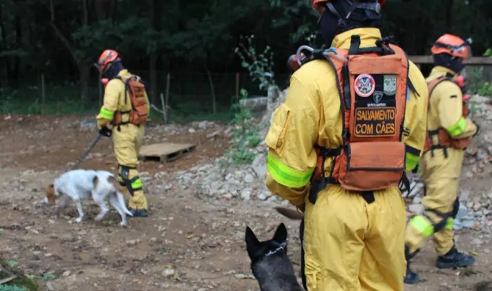 Os cuidados com a saúde dos animais ficam a cargo de um veterinário e auxiliares, que realizam exames regulares, elaboram dietas e monitoram o bem-estar dos cães | Foto: Divulgação/SSP