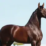 Cavalo