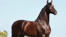 Cavalo