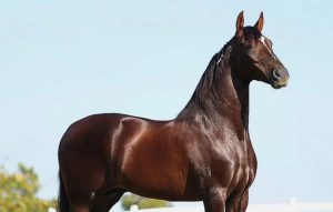 Cavalo