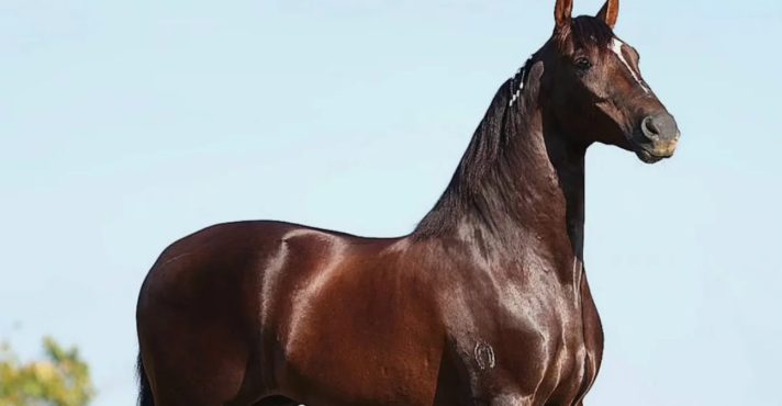 Cavalo