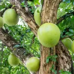 O coité também é conhecido como cabaça | Foto: Reprodução/Natureza Bela