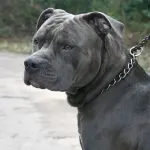 O pit bull é uma raça canina de origem norte-americana, originalmente criado para o combate | Foto: Reprodução/Twitter/X