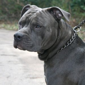 O pit bull é uma raça canina de origem norte-americana, originalmente criado para o combate | Foto: Reprodução/Twitter/X