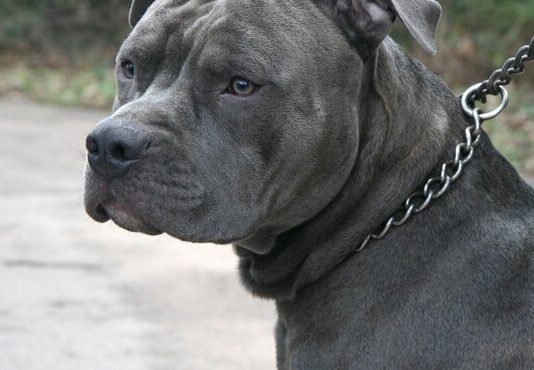 O pit bull é uma raça canina de origem norte-americana, originalmente criado para o combate | Foto: Reprodução/Twitter/X