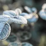 Geada é um fenômeno meteorológico que consiste na formação de uma camada de cristais de gelo sobre superfícies expostas. Isso ocorre quando o frio intenso faz a temperatura atingir 0°C | Foto: Pvproductions/Freepik