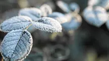 Geada é um fenômeno meteorológico que consiste na formação de uma camada de cristais de gelo sobre superfícies expostas. Isso ocorre quando o frio intenso faz a temperatura atingir 0°C | Foto: Pvproductions/Freepik