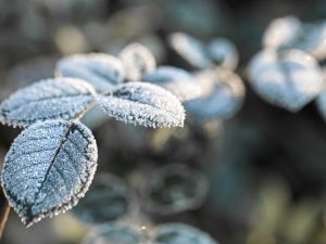 Geada é um fenômeno meteorológico que consiste na formação de uma camada de cristais de gelo sobre superfícies expostas. Isso ocorre quando o frio intenso faz a temperatura atingir 0°C | Foto: Pvproductions/Freepik