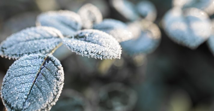 Geada é um fenômeno meteorológico que consiste na formação de uma camada de cristais de gelo sobre superfícies expostas. Isso ocorre quando o frio intenso faz a temperatura atingir 0°C | Foto: Pvproductions/Freepik