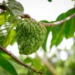 No programa A Força do Agro desta sexta-feira, 4, o espectador vai conhecer os benefícios e curiosidades da atemoia | Foto: Wenderson Araujo/CNA