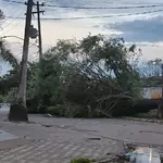 Ciclone extratropical tem ventos de mais de 100 km/h e derruba árvores em SP; veja fotos